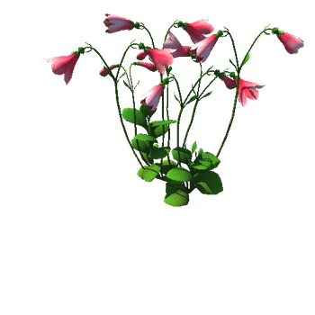 Flower_Linnaea borealis2_1